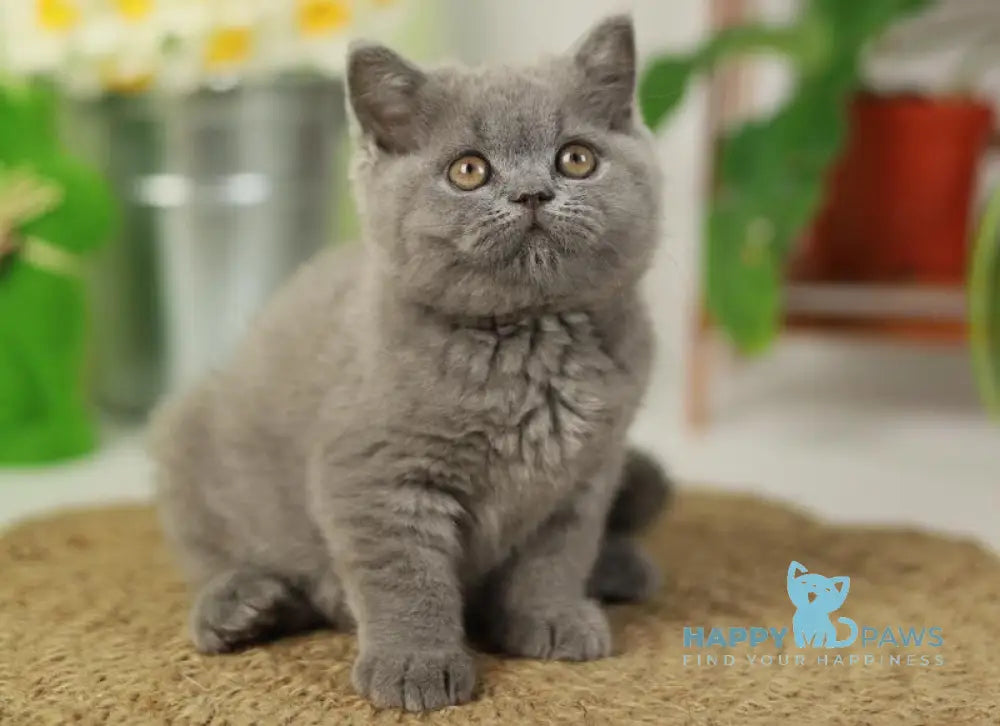 Romeo British Shorthair male blue live animals