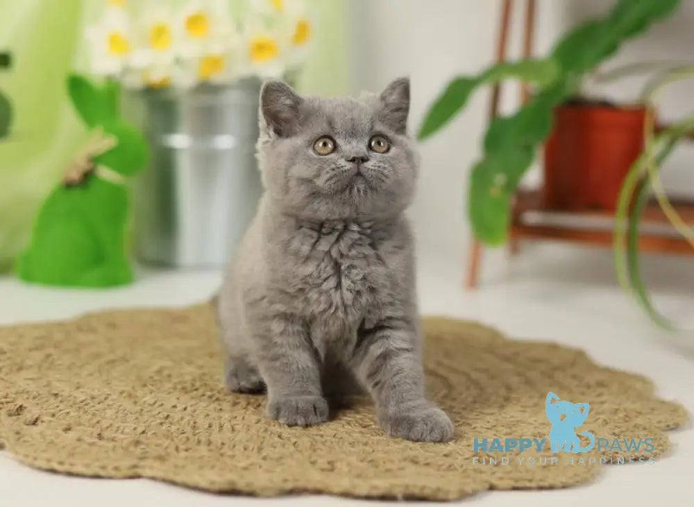 Romeo British Shorthair male blue live animals