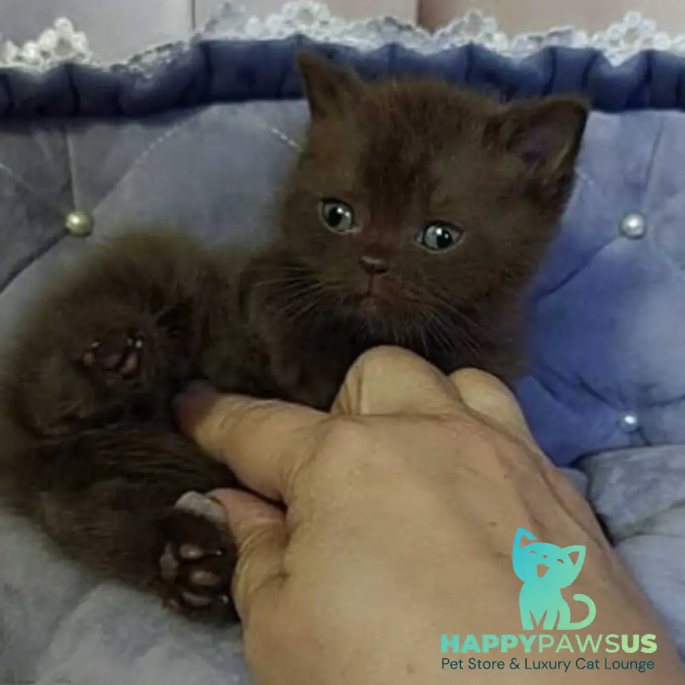 Romeo British Shorthair male chocolate - live animals