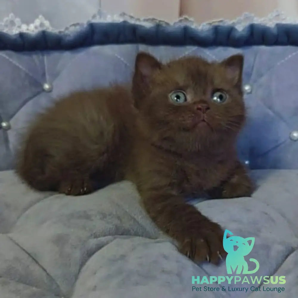 Romeo British Shorthair male chocolate - live animals
