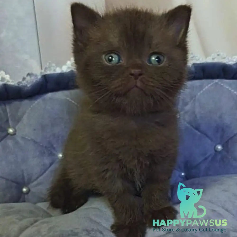 Romeo British Shorthair male chocolate - live animals