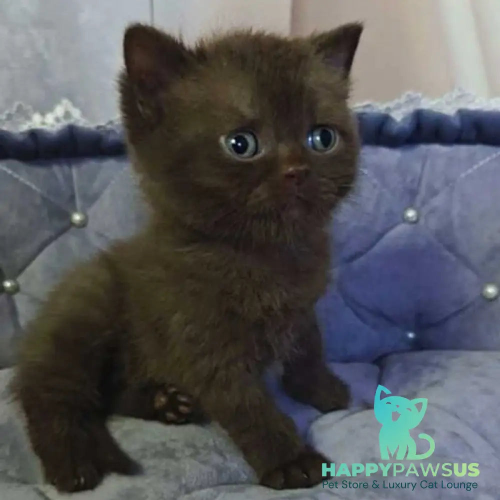 Romeo British Shorthair male chocolate - live animals