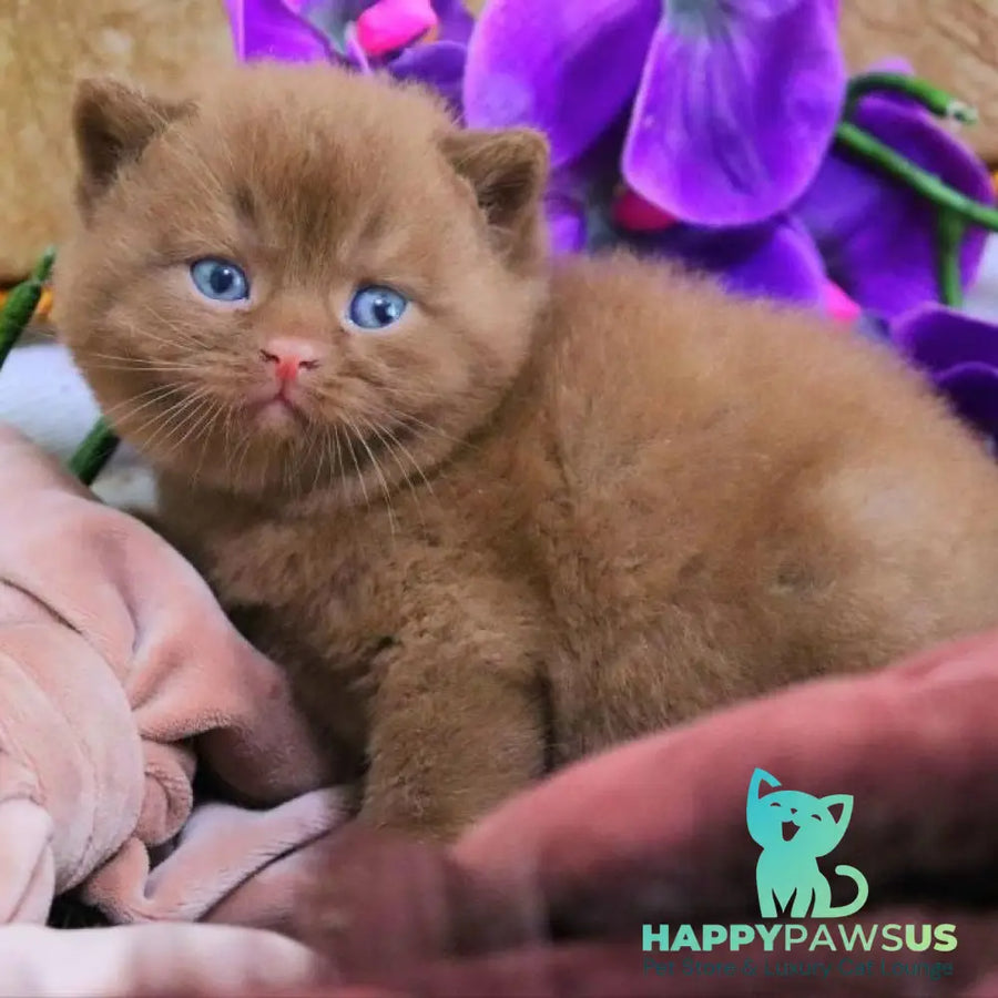Romeo British Shorthair male cinnamon