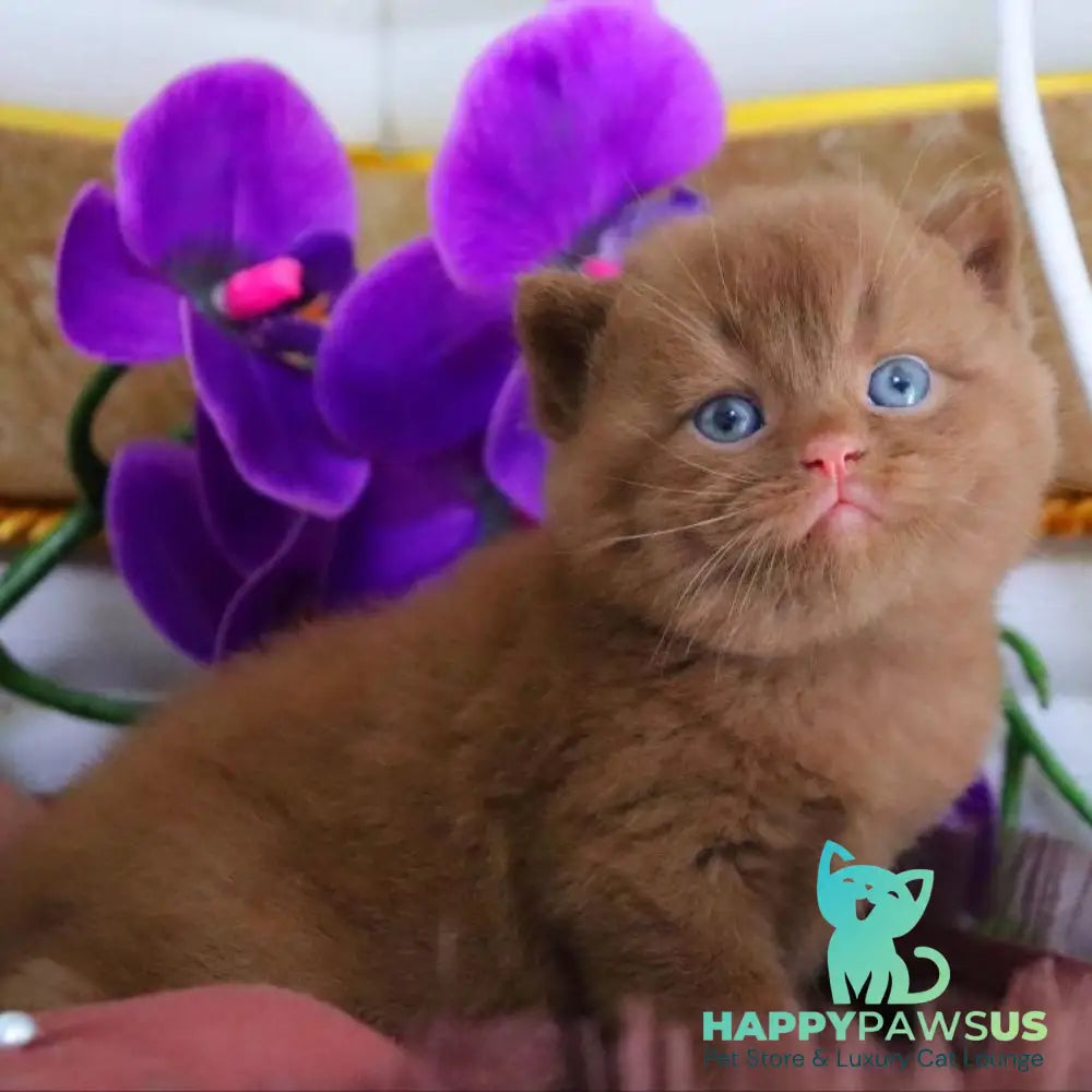 Romeo British Shorthair male cinnamon