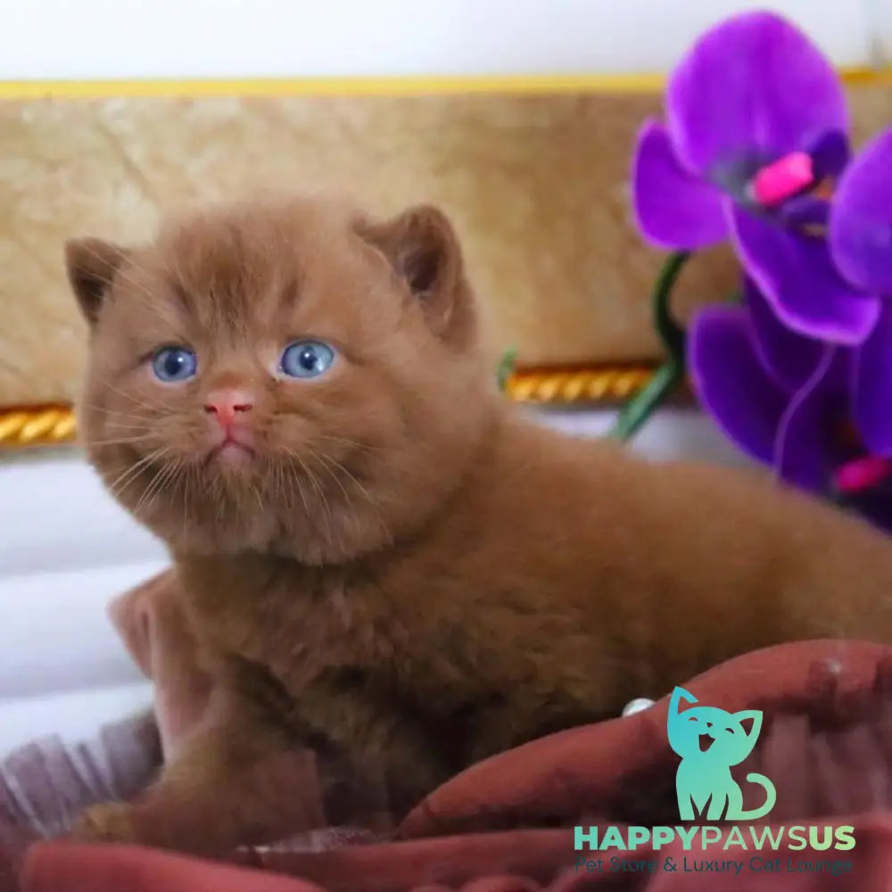 Romeo British Shorthair male cinnamon