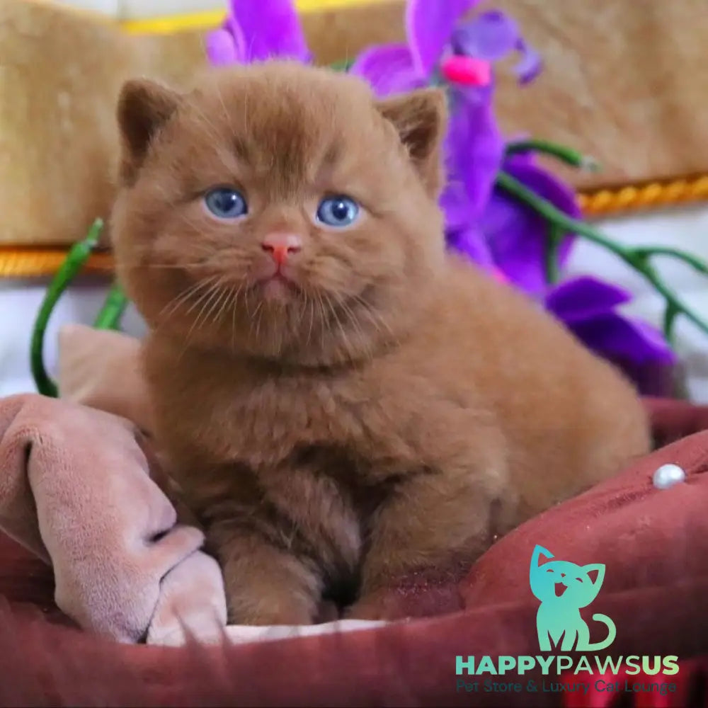 Romeo British Shorthair male cinnamon