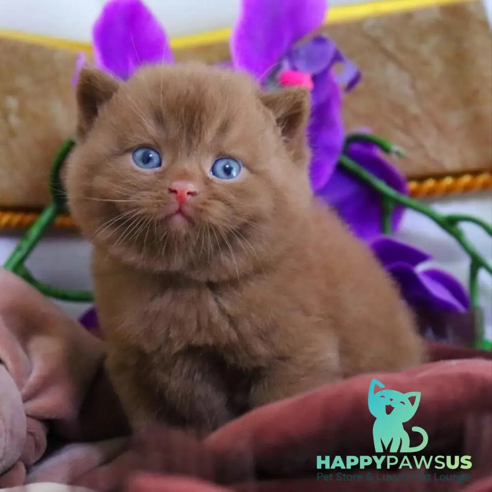 Romeo British Shorthair male cinnamon