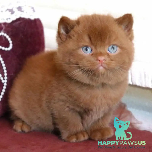 Romeo British Shorthair male cinnamon