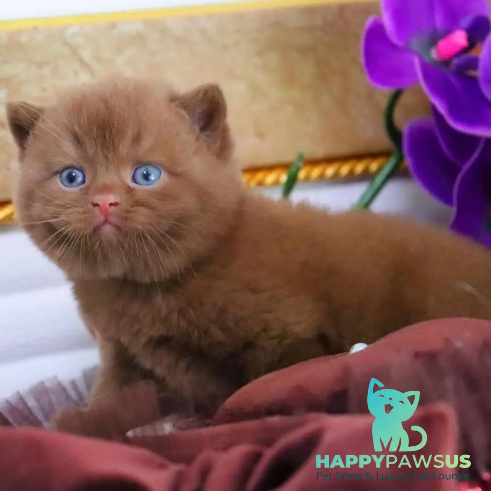 Romeo British Shorthair male cinnamon