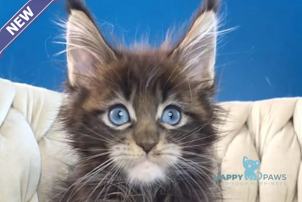 Romeo Maine Coon male black tabby with white live animals