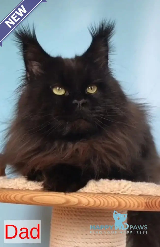 Romeo Maine Coon male black tabby with white live animals