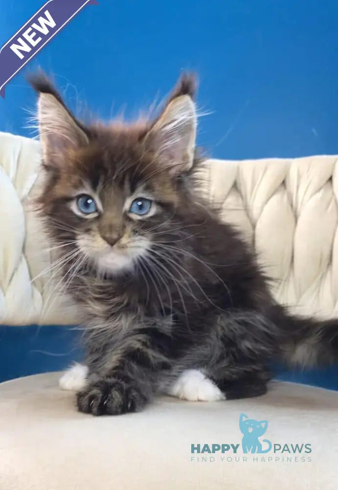 Romeo Maine Coon male black tabby with white live animals