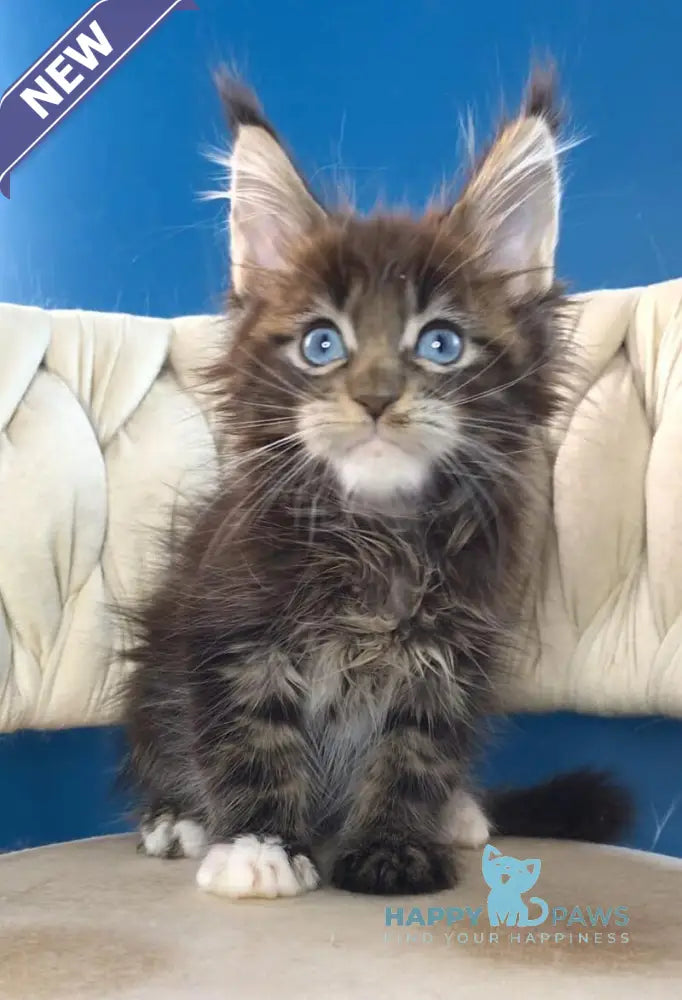 Romeo Maine Coon male black tabby with white live animals