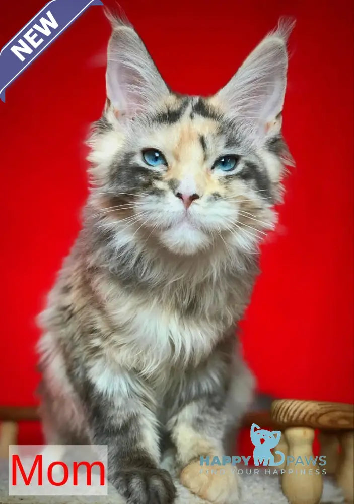 Romeo Maine Coon male black tabby with white live animals