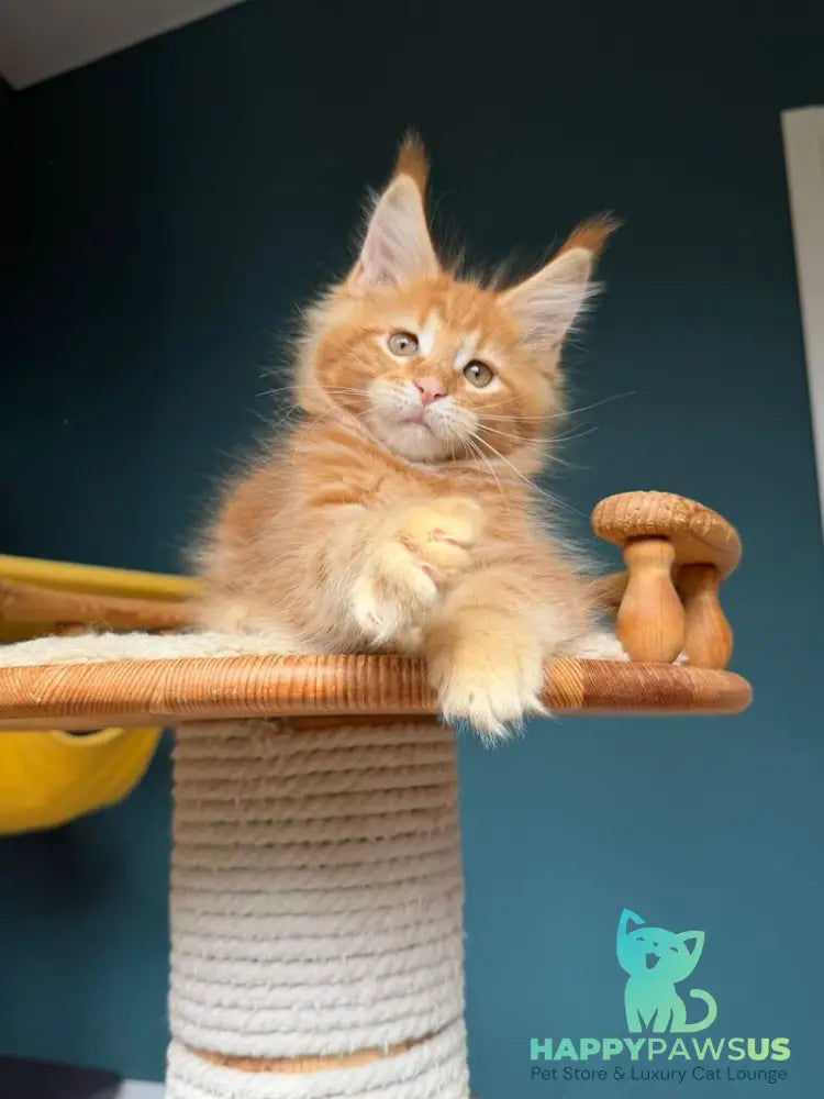 Romeo Maine Coon male red tabby - live animals