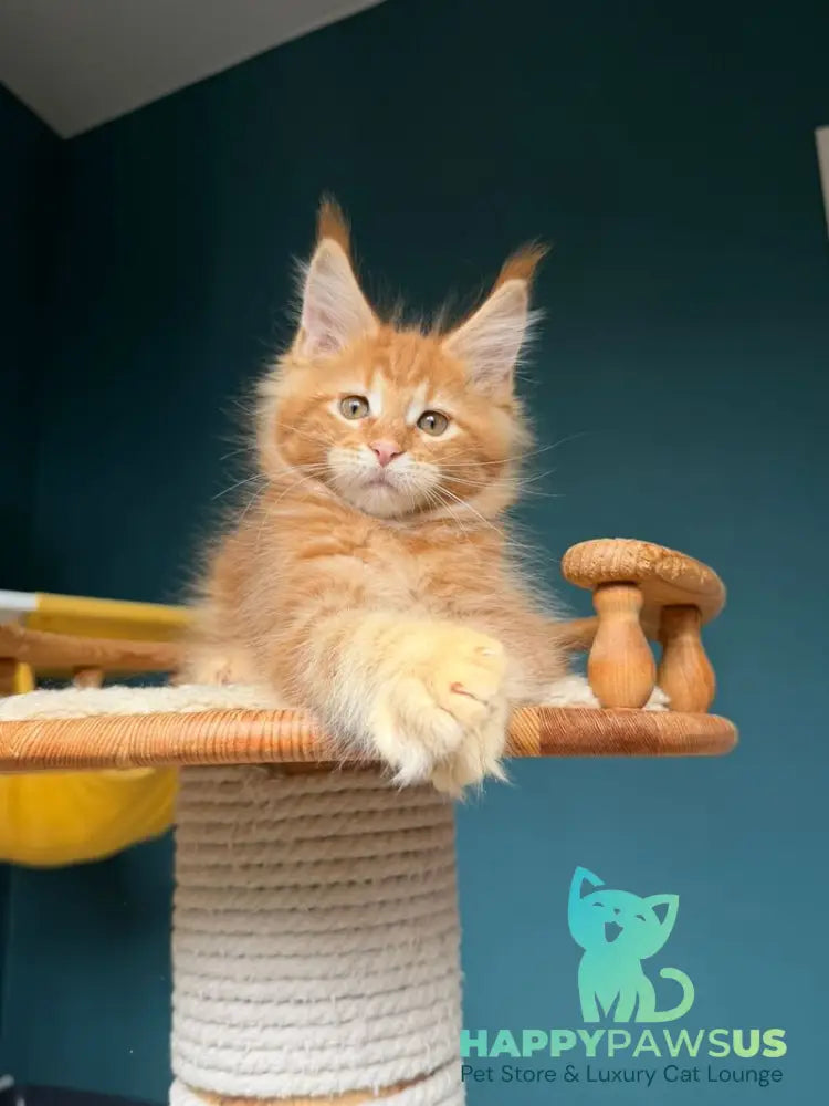 Romeo Maine Coon male red tabby - live animals
