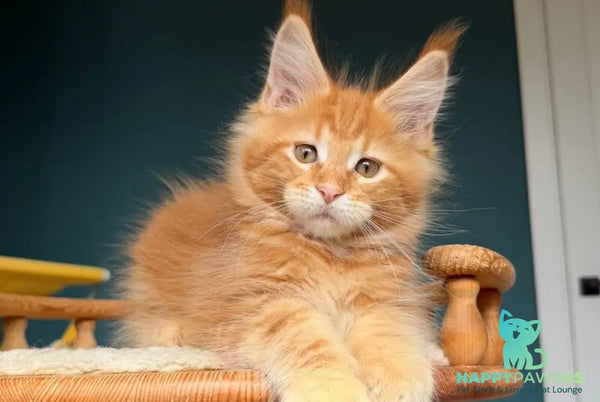 Romeo Maine Coon male red tabby - live animals