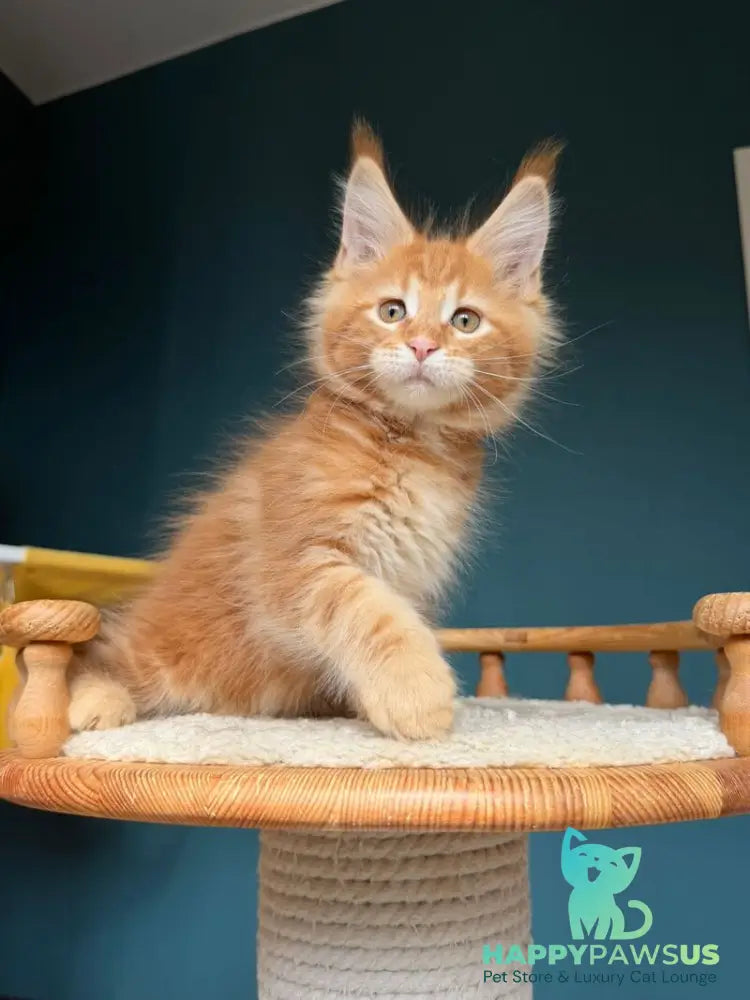 Romeo Maine Coon male red tabby - live animals