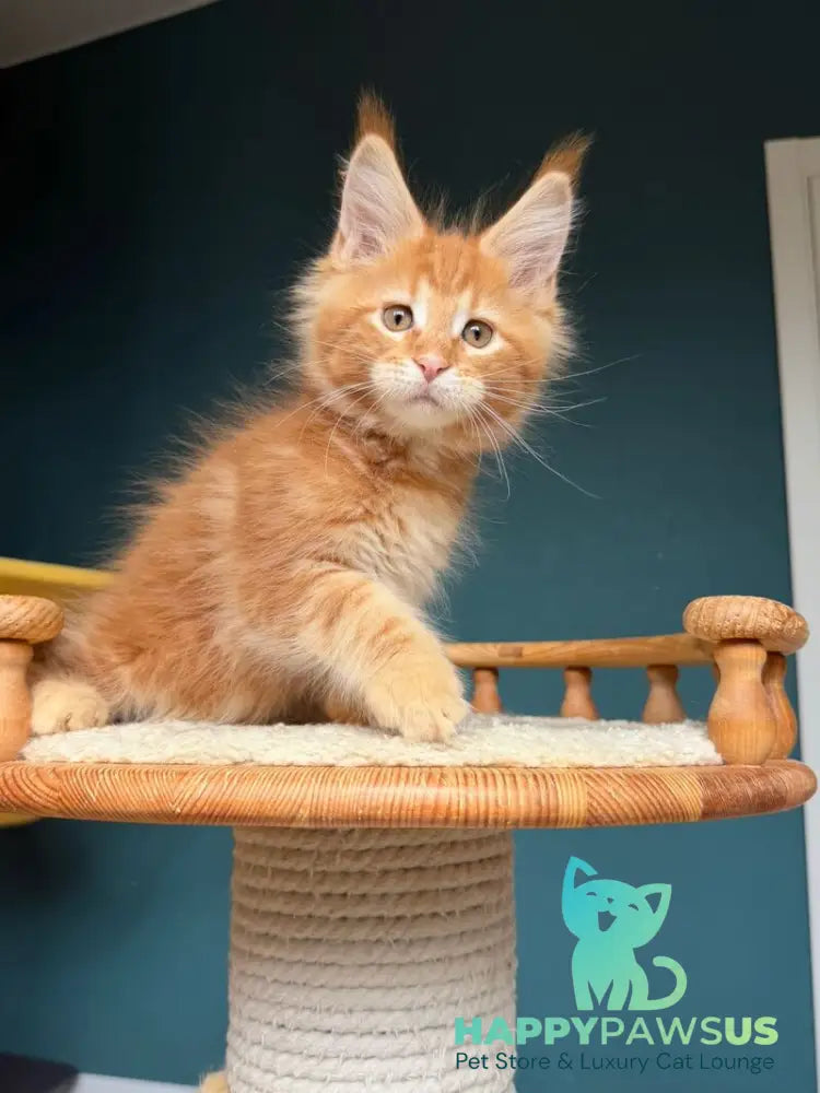 Romeo Maine Coon male red tabby - live animals