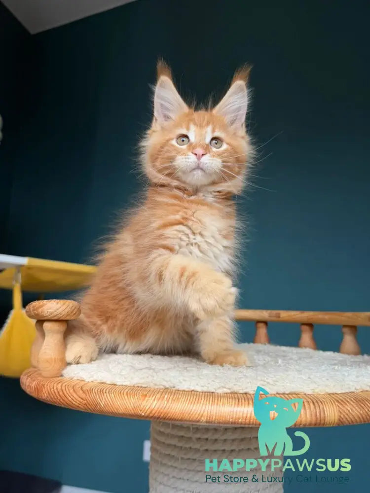Romeo Maine Coon male red tabby - live animals