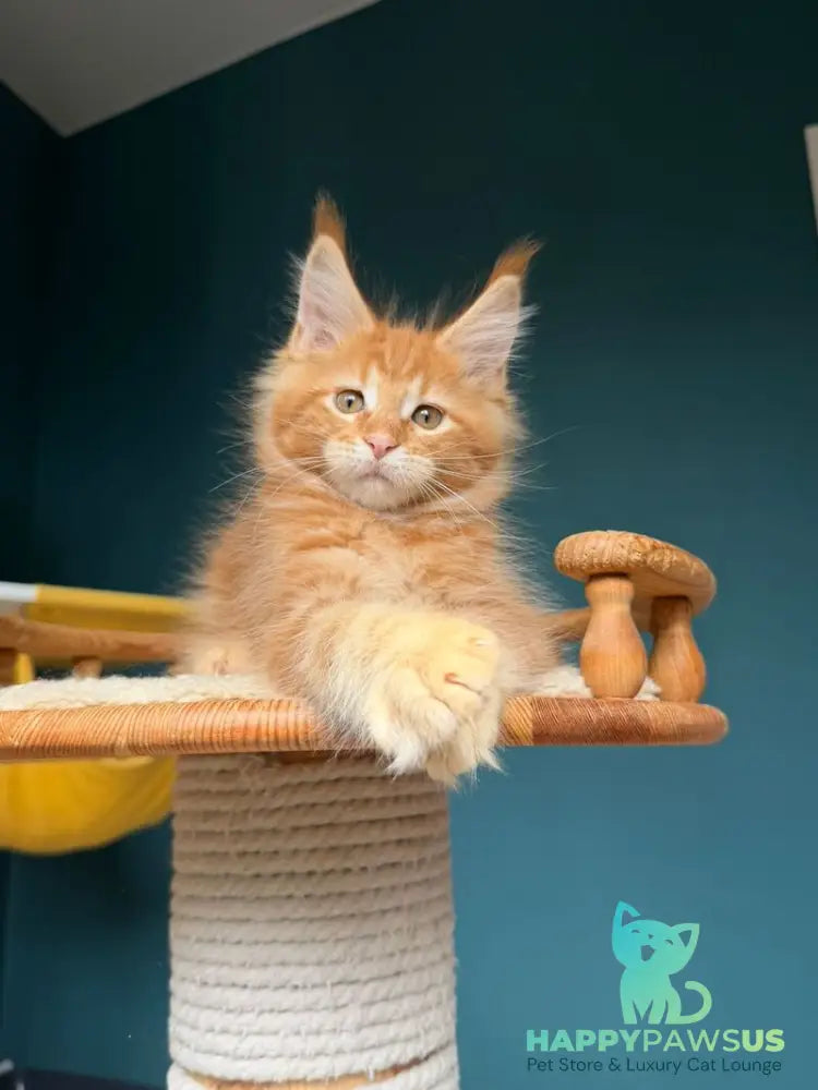 Romeo Maine Coon male red tabby - live animals