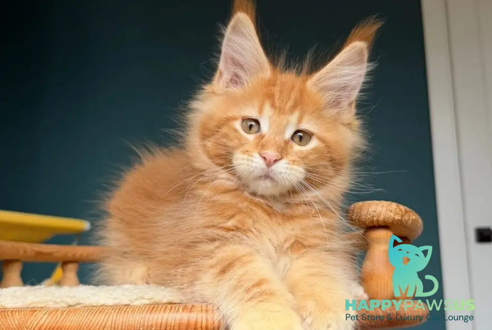 Romeo Maine Coon male red tabby - live animals