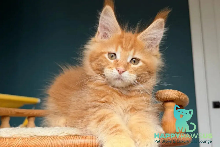 Romeo Maine Coon male red tabby - live animals