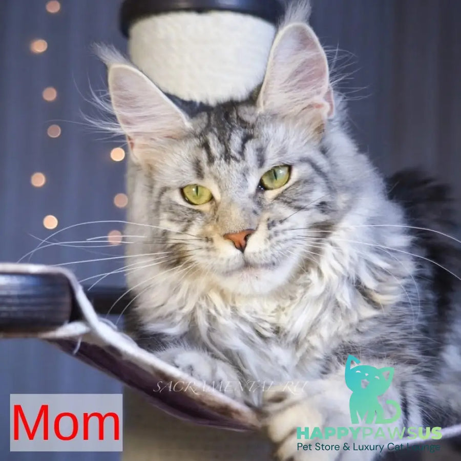 Romeo Maine Coon polydactyl 6x6x6x6 male black silver tabby - live animals