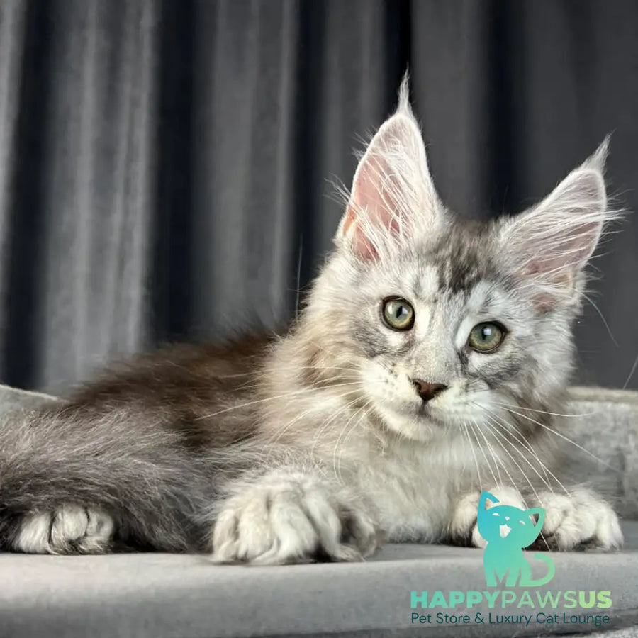 Romeo Maine Coon polydactyl 6x6x6x6 male black silver tabby - live animals
