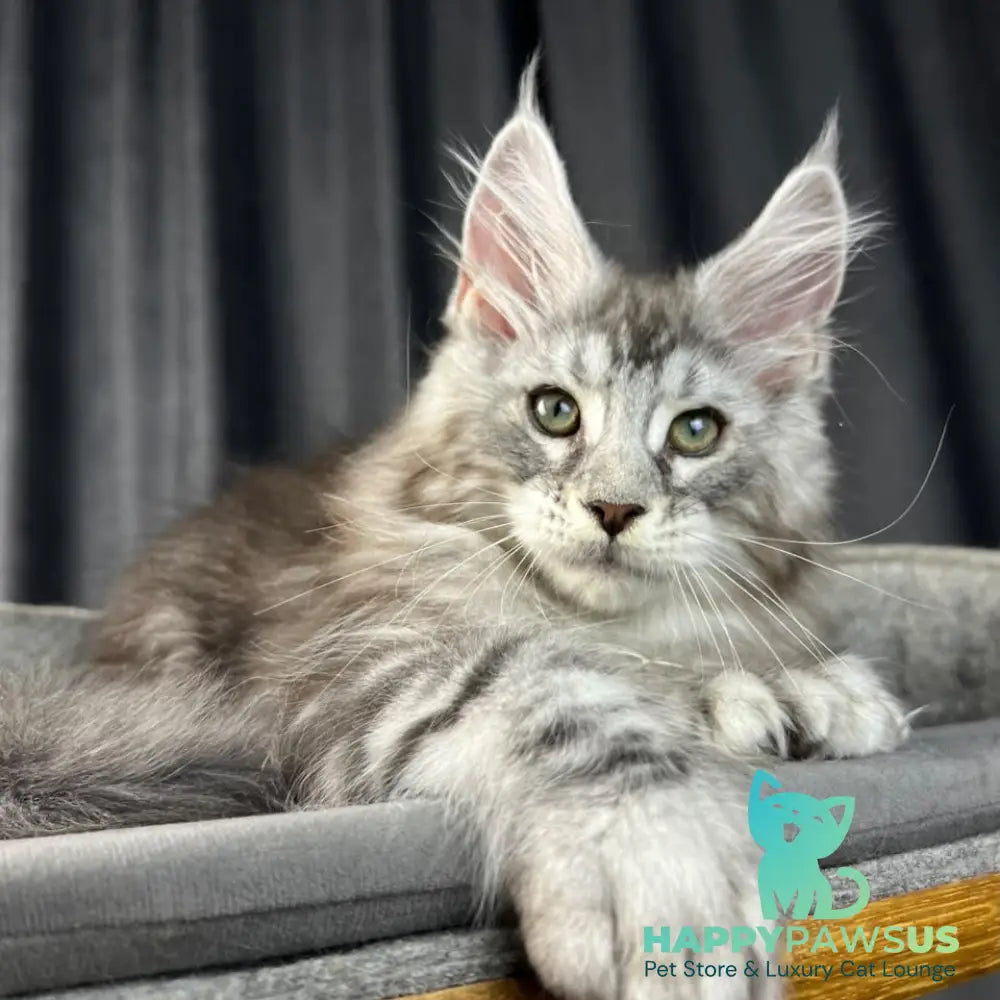 Romeo Maine Coon polydactyl 6x6x6x6 male black silver tabby - live animals