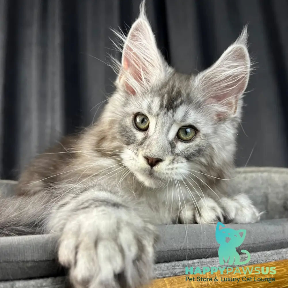Romeo Maine Coon polydactyl 6x6x6x6 male black silver tabby - live animals