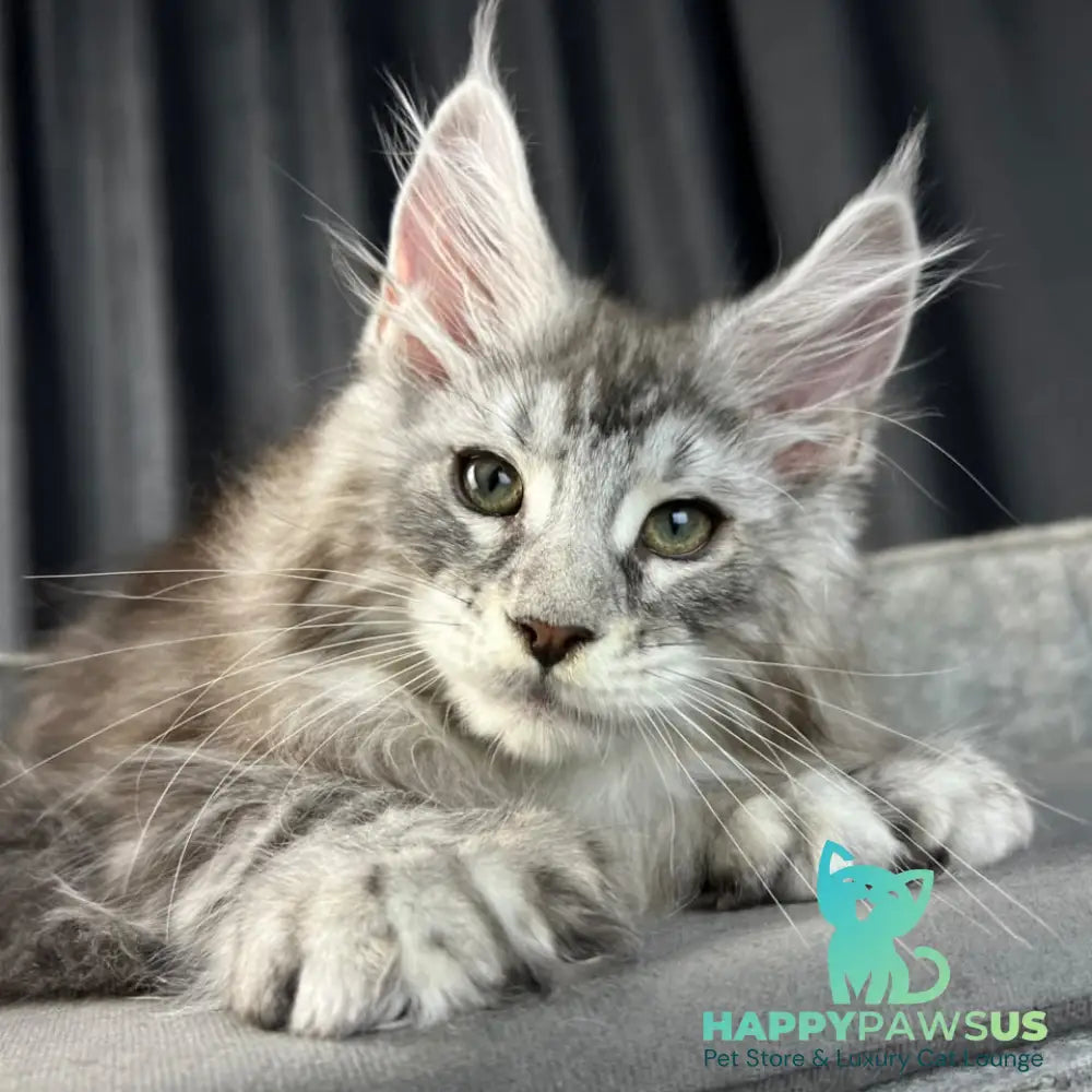 Romeo Maine Coon polydactyl 6x6x6x6 male black silver tabby - live animals