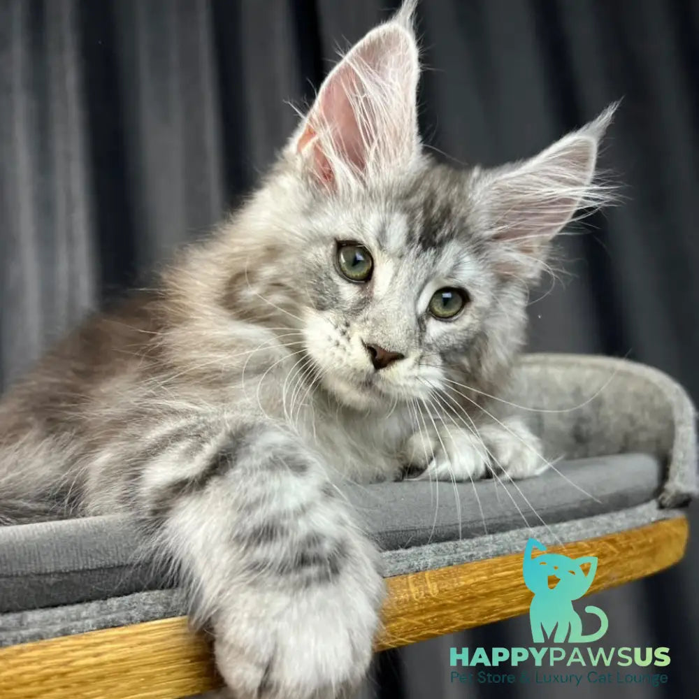 Romeo Maine Coon polydactyl 6x6x6x6 male black silver tabby - live animals