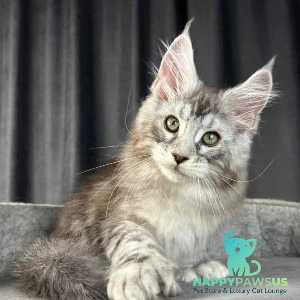 Romeo Maine Coon polydactyl 6x6x6x6 male black silver tabby - live animals