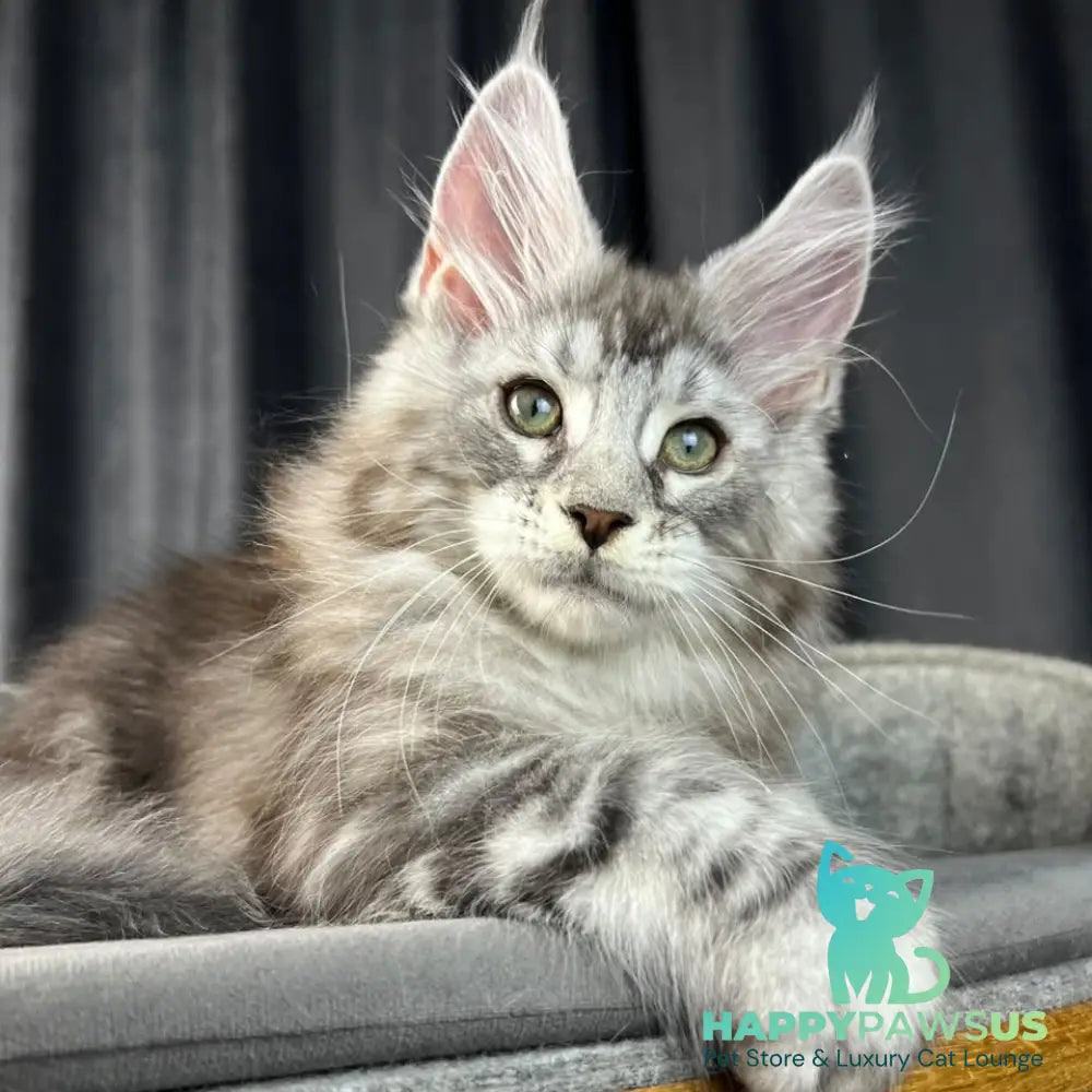 Romeo Maine Coon polydactyl 6x6x6x6 male black silver tabby - live animals