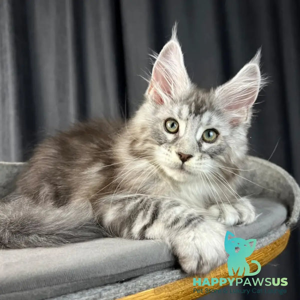 Romeo Maine Coon polydactyl 6x6x6x6 male black silver tabby - live animals