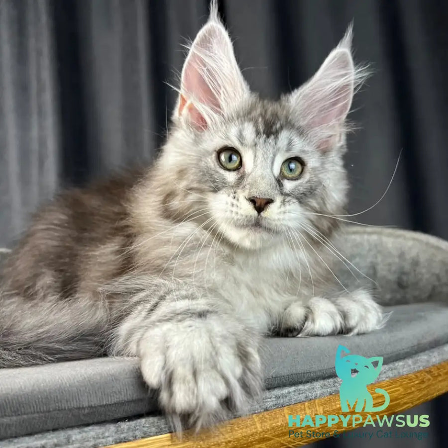 Romeo Maine Coon polydactyl 6x6x6x6 male black silver tabby - live animals