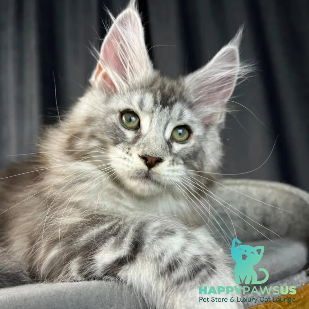 Romeo Maine Coon polydactyl 6x6x6x6 male black silver tabby - live animals