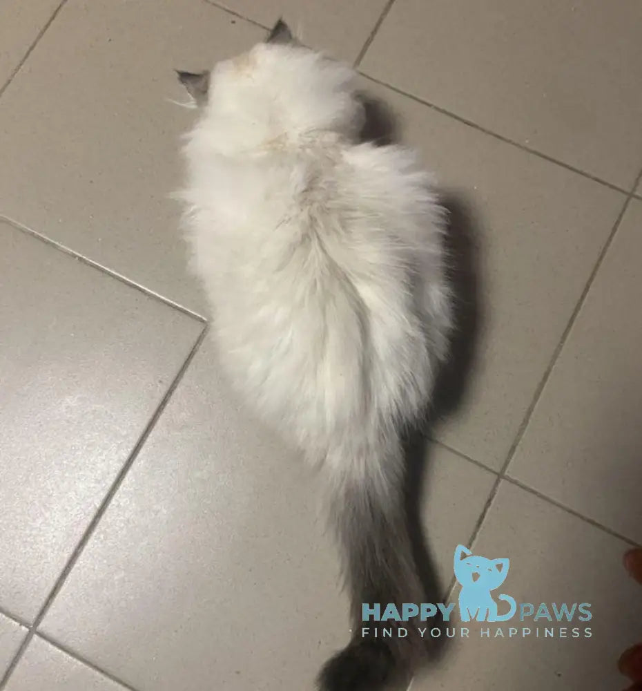 Romeo Neva Masquerade male blue pointed live animals