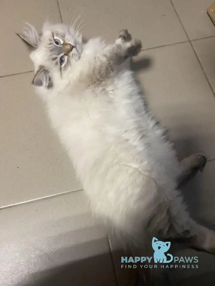 Romeo Neva Masquerade male blue pointed live animals