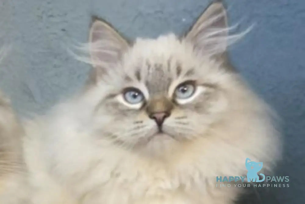 Romeo Neva Masquerade male blue pointed live animals