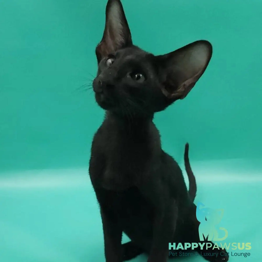 Romeo Oriental Shorthair male black - live animals
