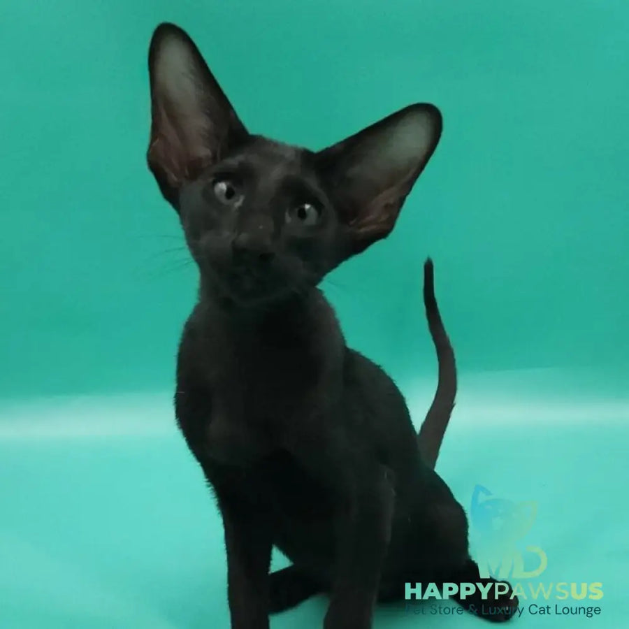 Romeo Oriental Shorthair male black - live animals