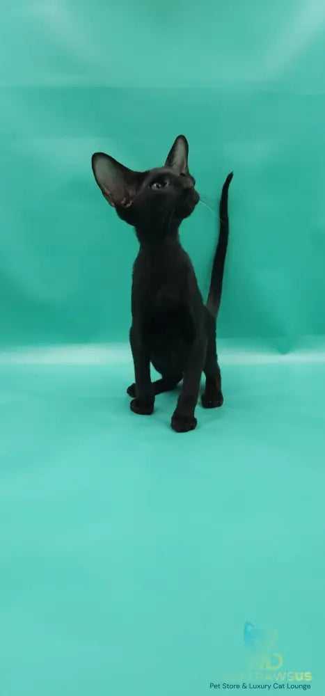 Romeo Oriental Shorthair male black - live animals