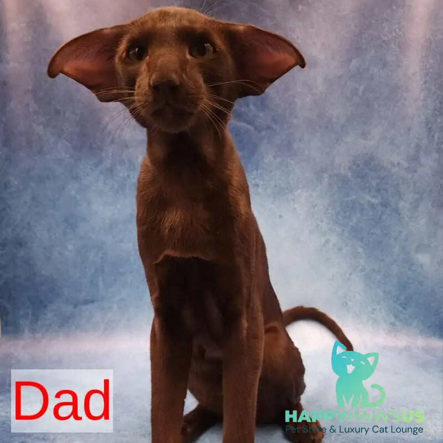 Romeo Oriental Shorthair male black - live animals