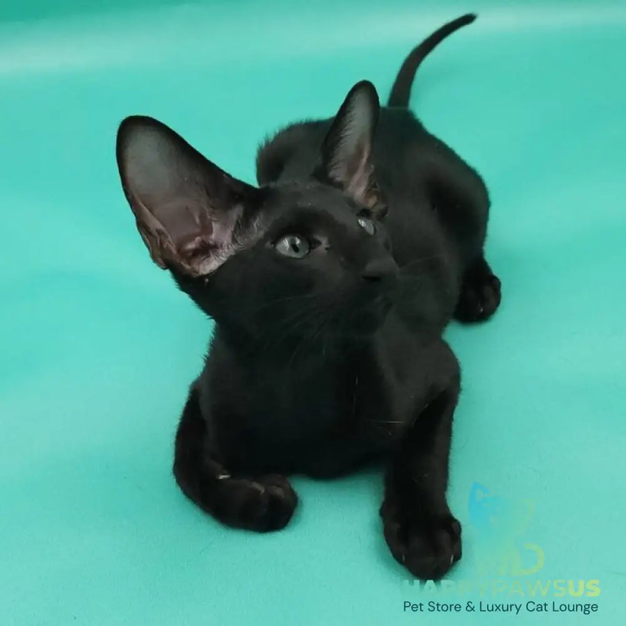 Romeo Oriental Shorthair male black - live animals