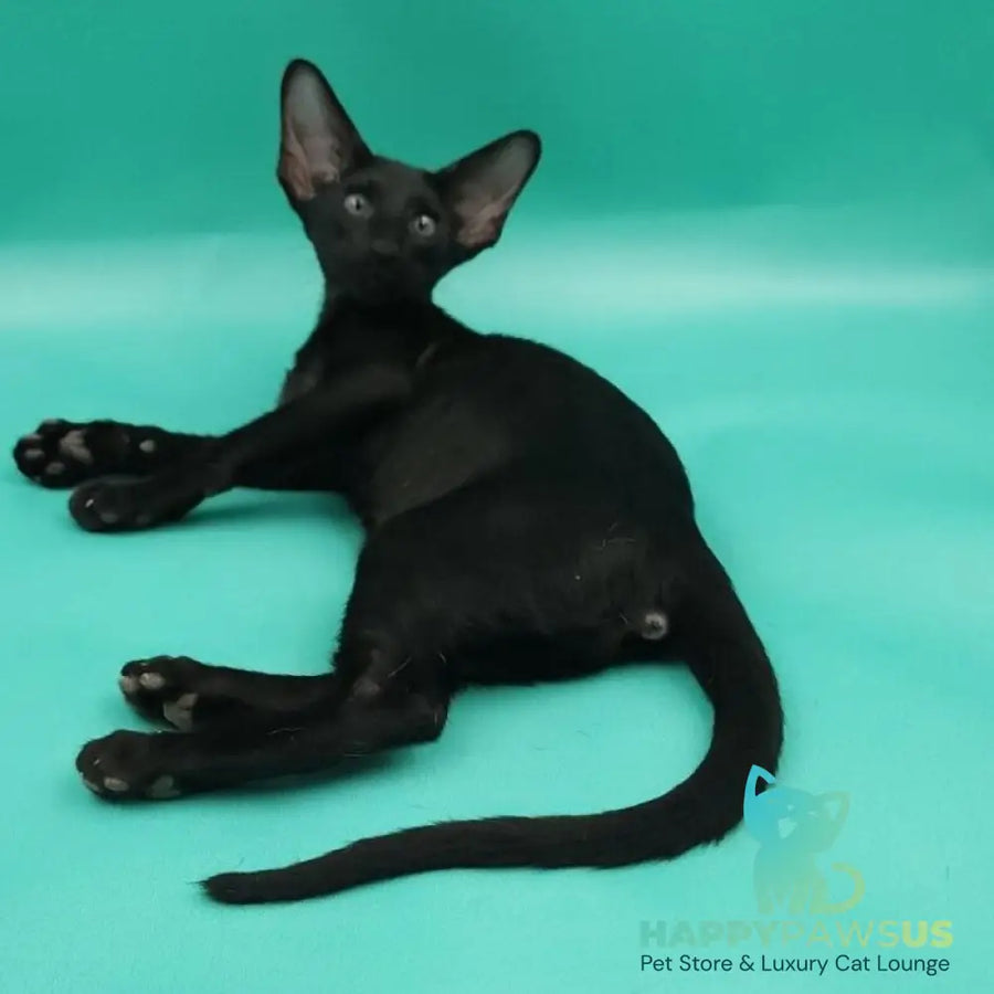 Romeo Oriental Shorthair male black - live animals