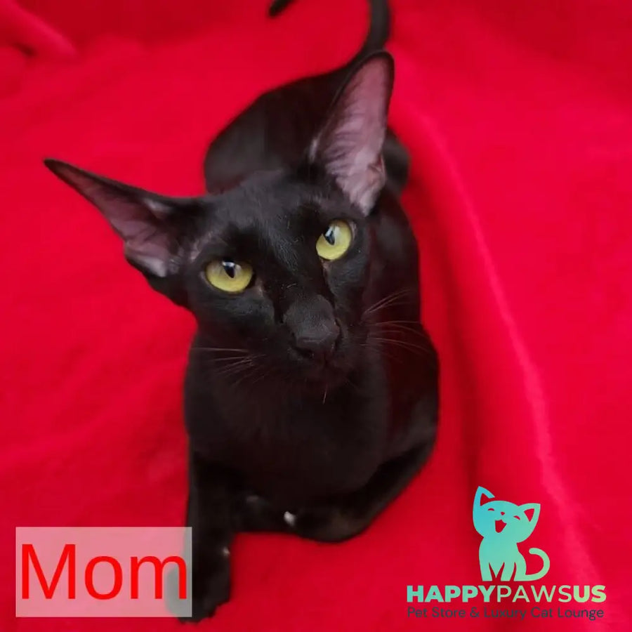 Romeo Oriental Shorthair male black - live animals