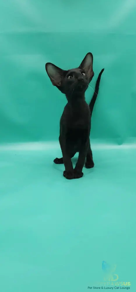 Romeo Oriental Shorthair male black - live animals