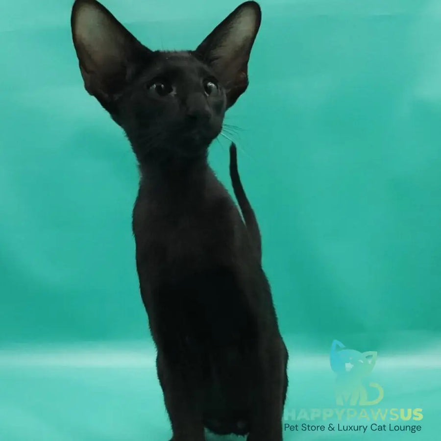 Romeo Oriental Shorthair male black - live animals